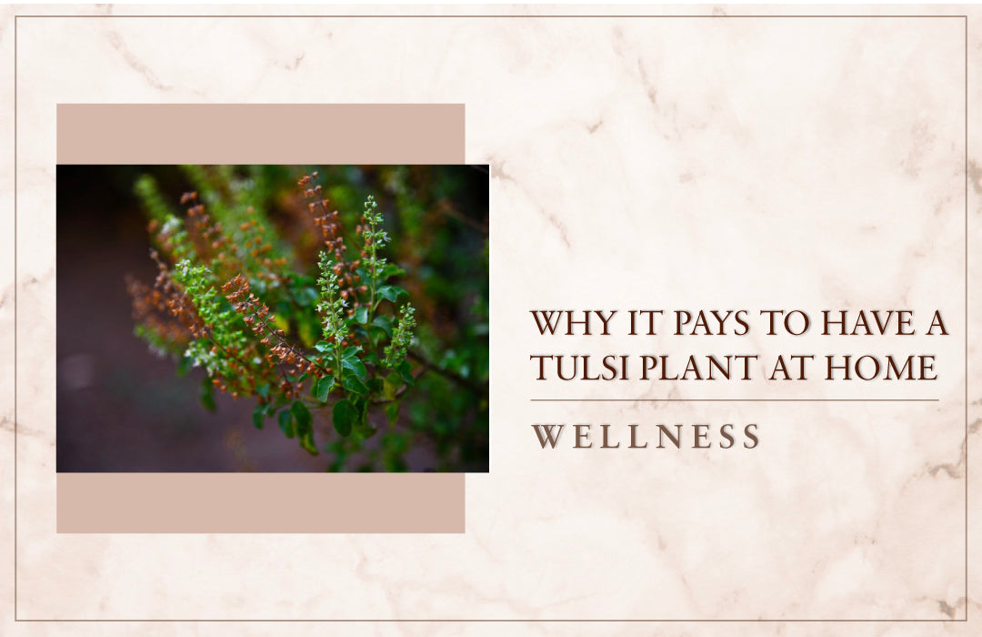 Why it pays to have a tulsi plant at home
