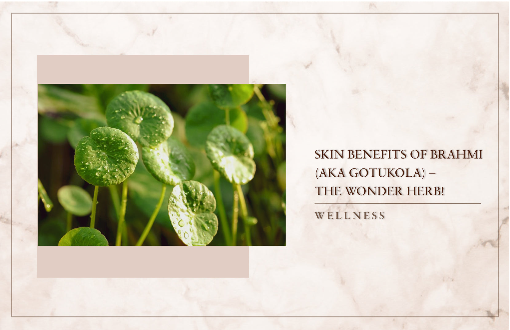 Skin Benefits Of Brahmi (aka Gotukola) - The Wonder Herb