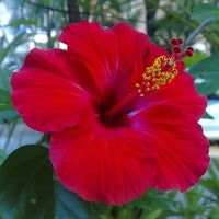 Hibiscus