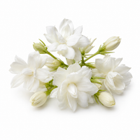 Indian Jasmine
