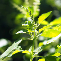 Tulsi