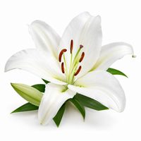 Lily