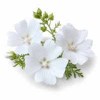  White musk